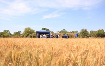Día de Campo sobre el mejoramiento genético de la semilla del TRIGO.
